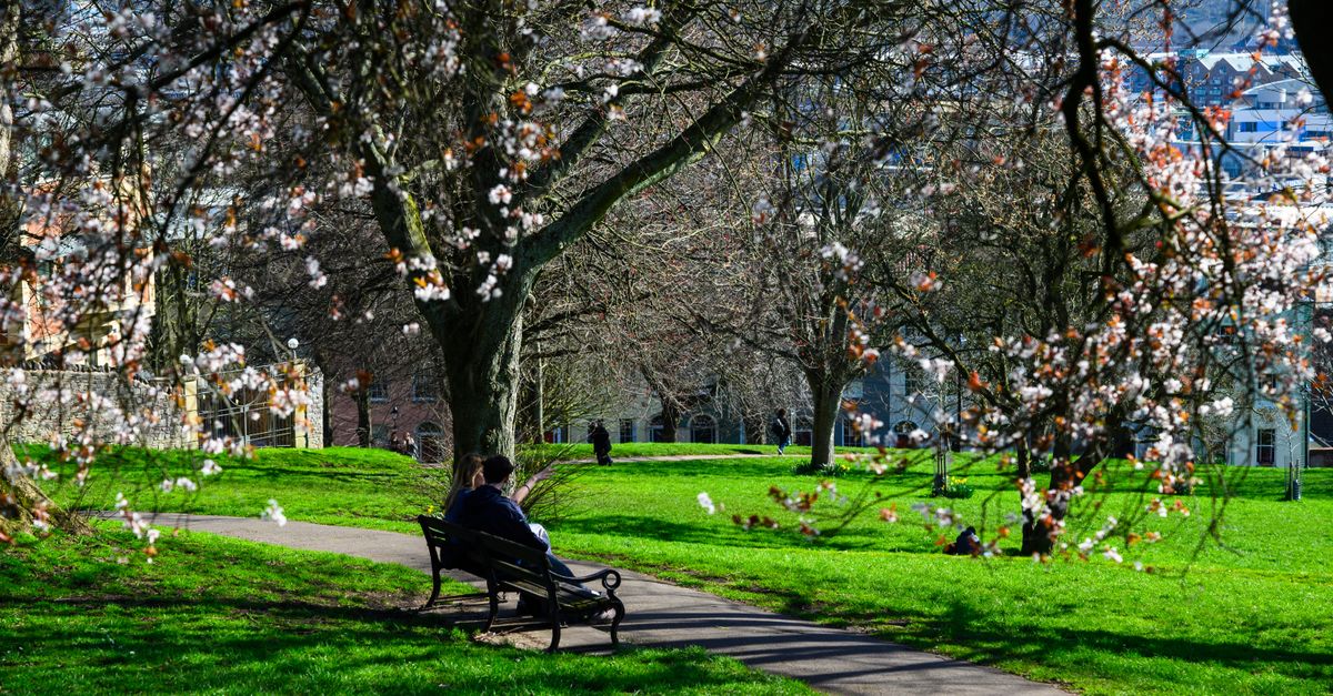 A couple sitting on a park bench under spring cherry blossom, with a town skyline visible beyond.